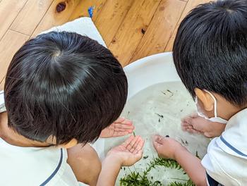 自然再生研究会の幼稚園交流