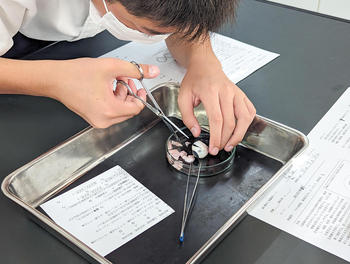 理科の実験授業(7月)