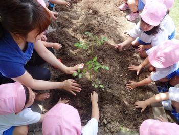 【西田】みんなで植えた夏野菜♪