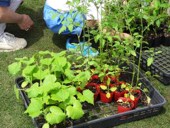 【西田】みんなで植えた夏野菜♪