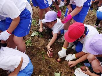 幼小交流　さつまいも掘り