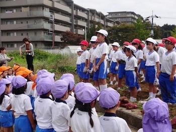 幼小交流　さつまいも掘り