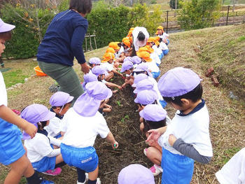 エンドウ豆の苗を植えました