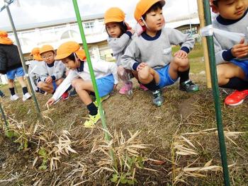 寒さに負けないエンドウ豆