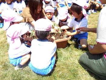 年少組が、夏野菜を植えました