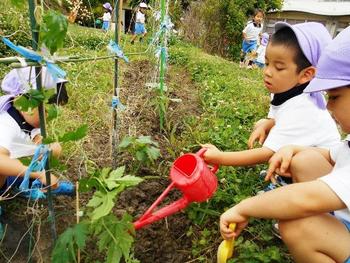 ＰＰ２年中組が、夏野菜を植えました