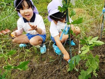 ＰＰ２年中組が、夏野菜を植えました