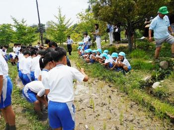 田植えをしました