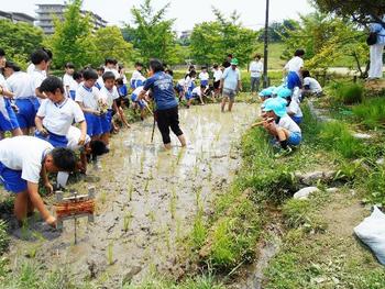 田植えをしました