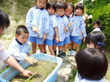 田植えをしました