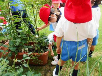 夏野菜育っているよ