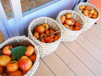 秋の味覚　柿の収穫