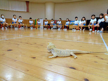 フトアゴヒゲトカゲ を見ました 言万葉 ことのよろずは ブログ 奈良学園幼稚園