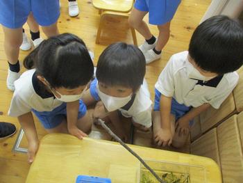 ヤゴからトンボに変身