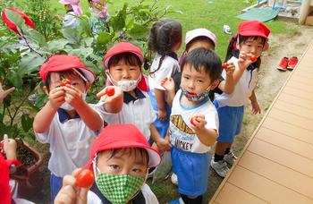 夏野菜が育っています