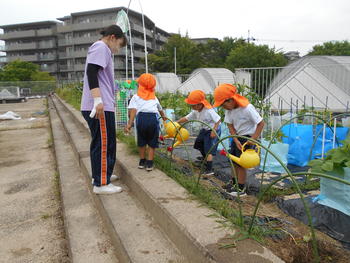 芋の苗に水やり