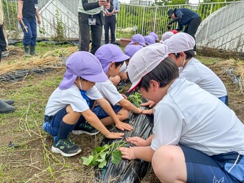 年中組がP２生とサツマイモの苗植え