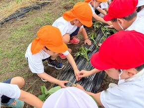 年中組がP２生とサツマイモの苗植え