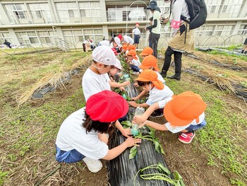 年中組がP２生とサツマイモの苗植え