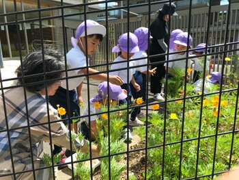 年中組　コスモスの種まき